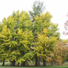 Gingko trees in autumn display vibrant yellow foliage. A serene park scene with trees showing fall colors, creating a picturesque landscape.