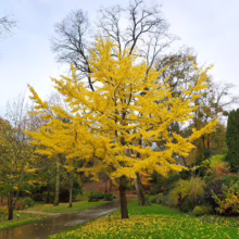 Ginkgo tree in full autumn color, its vibrant yellow leaves contrasting with the green lawn and overcast sky. Fallen leaves create a golden carpet on the grass. A serene autumn scene.