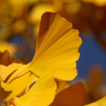 Close-up of vibrant yellow Ginkgo Biloba leaves against a bright blue sky. The fan-shaped leaves are illuminated by sunlight, showcasing their unique texture and golden autumn color.