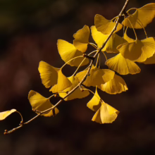 Golden ginkgo leaves on a branch glow against a dark background, showcasing the vibrant autumn color of the ginkgo tree.