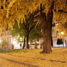 Ginkgo trees in full golden autumn foliage illuminate a Turin, Italy park at night. Fallen leaves cover the ground, lit by street lamps and building lights.