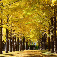 Avenue of ginkgo trees in autumn, their golden leaves creating a vibrant canopy over a path covered in fallen leaves. The trees' dark trunks contrast with the bright yellow foliage, suggesting a serene fall day.