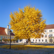 Golden ginkgo tree in full autumn color stands on a cobblestone square in Zagreb, Croatia, with historic buildings under a clear blue sky. Fallen leaves create a yellow carpet around the tree.