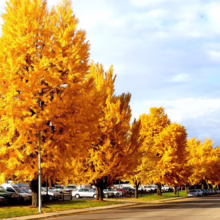 Golden ginkgo trees line a street in autumn, their vibrant yellow leaves creating a stunning display. Cars are parked along the road under the trees, with a blue sky and scattered clouds in the background.