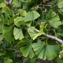 Close-up of vibrant green Ginkgo Biloba leaves on a branch. The fan-shaped leaves show intricate details of veins and scalloped edges, typical of the Ginkgo tree.