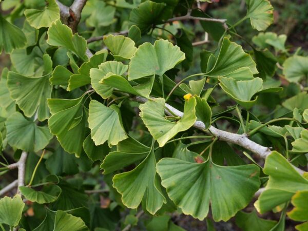 <i>Ginkgo biloba</i> 'Autumn Gold' - Image 11