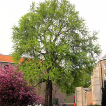 Lush green Ginkgo tree dominates a park scene with a blooming pink tree, creating a vibrant contrast against the buildings in the background.