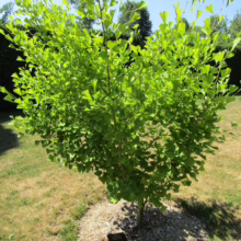 A young Ginkgo tree with vibrant green fan-shaped leaves stands in a grassy lawn surrounded by mulch. A small sign is visible at the base. This resilient tree adds beauty to the landscape.