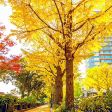 Golden ginkgo trees line a path in autumn, their vibrant yellow leaves creating a stunning canopy. A modern building peeks through the trees in the background.