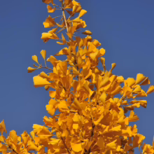 Ginkgo tree branch ablaze with golden yellow leaves against a bright blue sky. The fan-shaped foliage creates a vibrant autumn scene.