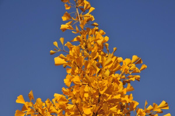 <i>Ginkgo biloba</i> 'Autumn Gold' - Image 3