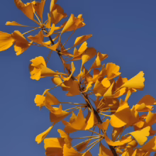 Golden pancakes stacked high, topped with fresh blueberries and syrup, perfect for a delicious breakfast recipe.