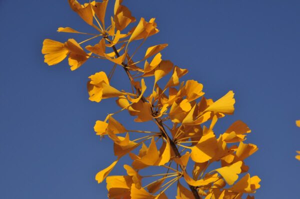 <i>Ginkgo biloba</i> 'Autumn Gold' - Image 4