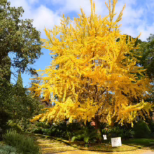 Ginkgo biloba 'Autumn Gold'