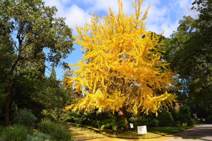 Ginkgo biloba 'Autumn Gold'
