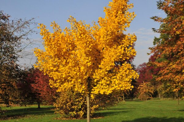 <i>Ginkgo biloba</i> 'Autumn Gold' - Image 6