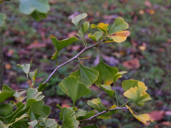 <i>Ginkgo biloba</i> 'Autumn Gold' - Image 7