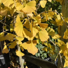 Ginkgo tree leaves in vibrant yellow autumn color. Fan-shaped foliage glows in sunlight, showcasing fall beauty.