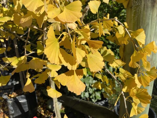 <i>Ginkgo biloba</i> 'Autumn Gold' - Image 8