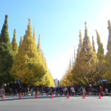 Ginkgo trees line a Tokyo street in autumn, their golden leaves creating a vibrant canopy. People stroll along the avenue, enjoying the fall foliage under a clear blue sky.