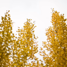 Golden ginkgo trees reach toward a bright sky, their fan-shaped leaves glowing with autumnal color. A vibrant display of fall foliage.