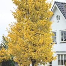 Ginkgo tree with bright yellow autumn leaves stands tall in front of a white house. The vibrant foliage contrasts with the home's clean lines and dark roof, showcasing fall color.