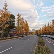 Autumn in Tokyo: Ginkgo trees line a city street, their golden leaves contrasting with the urban landscape. Cars and a cyclist share the road under a partly cloudy sky.