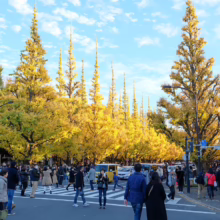 Crowd crossing a street in Tokyo, Japan, lined with vibrant yellow ginkgo trees in autumn. Blue sky with wispy clouds above the bustling scene.