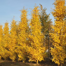 Row of columnar Ginkgo trees ablaze with vibrant yellow fall foliage against a clear blue sky. The trees stand tall and slender, creating a striking autumn landscape.