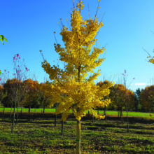 Vibrant yellow maple tree in autumn, standing tall in a field. Rows of other trees line the background under a clear blue sky, showcasing fall foliage.