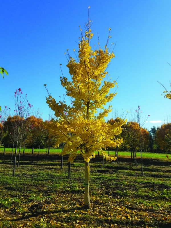 <i>Ginkgo biloba</i> 'Fastigiata' - Image 19