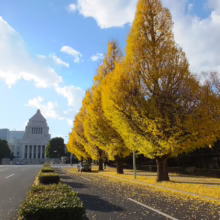 Tokyo street in autumn, lined with vibrant yellow ginkgo trees leading to the National Diet Building under a blue sky. Fallen leaves cover the road, showcasing Japan's fall foliage.