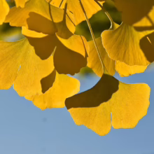 Golden ginkgo leaves against a bright blue sky. The fan-shaped leaves are illuminated by sunlight, casting shadows and highlighting their intricate veins.