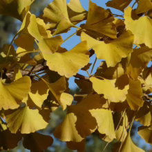 Golden Ginkgo leaves clustered on branches against a bright blue sky. The fan-shaped leaves showcase vibrant autumn colors, highlighting the beauty of the Ginkgo tree.