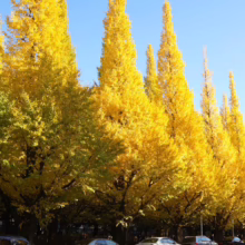 Golden ginkgo trees line a street in autumn, their vibrant yellow leaves creating a stunning display against a clear blue sky. Cars are parked along the curb, hinting at a bustling city scene.