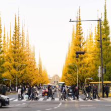 Ginkgo biloba ‘Fastigiata’ lining an avenue. Make perfect Avenue Trees.