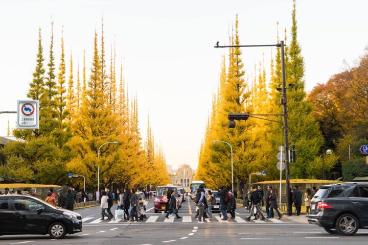 Ginkgo biloba ‘Fastigiata’ lining an avenue. Make perfect Avenue Trees.