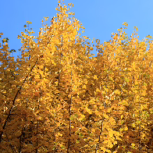 Ginkgo trees ablaze with golden yellow autumn leaves against a clear blue sky. The vibrant foliage creates a stunning fall landscape.