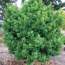 A lush Ginkgo biloba 'Globosa' tree, its rounded crown bursting with vibrant green fan-shaped leaves. This dwarf Ginkgo adds striking texture to a residential garden with mulch ground cover and a stone bench nearby.