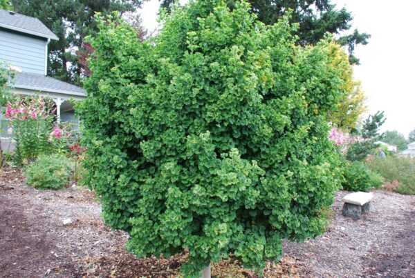 <i>Ginkgo biloba</i> 'Jade Butterflies' - Image 10