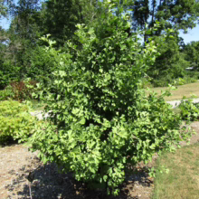 Lush green Ginkgo biloba tree, its fan-shaped leaves creating a dense canopy in a garden setting. Mulch surrounds the base, with other greenery and trees in the background.