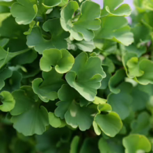 Close-up of vibrant green Ginkgo biloba leaves, showcasing their unique fan shape and textured edges. This hardy tree is known for its resilience and beauty.
