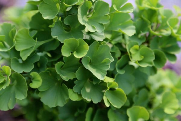 <i>Ginkgo biloba</i> 'Jade Butterflies' - Image 12