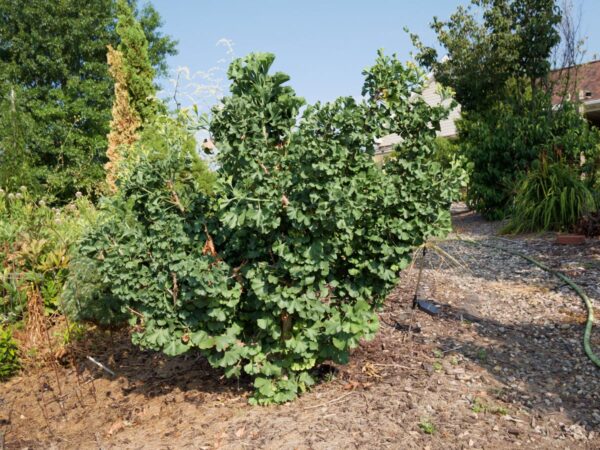 <i>Ginkgo biloba</i> 'Jade Butterflies' - Image 13