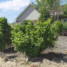Lush garden featuring a dwarf Ginkgo tree with vibrant green foliage, nestled amongst other greenery and mulch. A modern house with beige siding sits in the background under a bright blue sky.