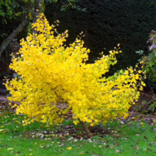 A vibrant, young Ginkgo tree bursts with golden-yellow leaves in autumn. The small tree stands prominently on a green lawn, with scattered fallen leaves adding to the autumnal scene.