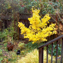 Vibrant yellow ginkgo tree in autumn garden, its fan-shaped leaves creating a burst of color against a wooden fence backdrop. A small stone cat statue sits nearby amid fallen leaves and lush greenery.