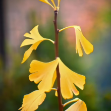 Ginkgo branch displaying vibrant yellow fan-shaped leaves in autumn. A close-up captures the delicate details of the foliage against a soft, blurred natural background.