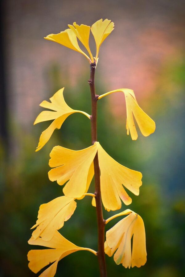 <i>Ginkgo biloba</i> 'Jade Butterflies' - Image 6