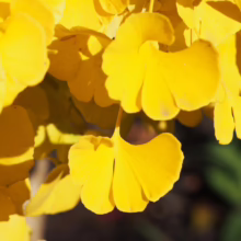 Close-up of vibrant yellow Ginkgo Biloba leaves in autumn sunlight. The fan-shaped leaves create a bright, golden canopy, showcasing the beauty of fall foliage.